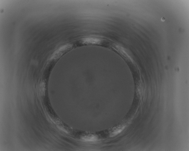 X0000081490551200701121513