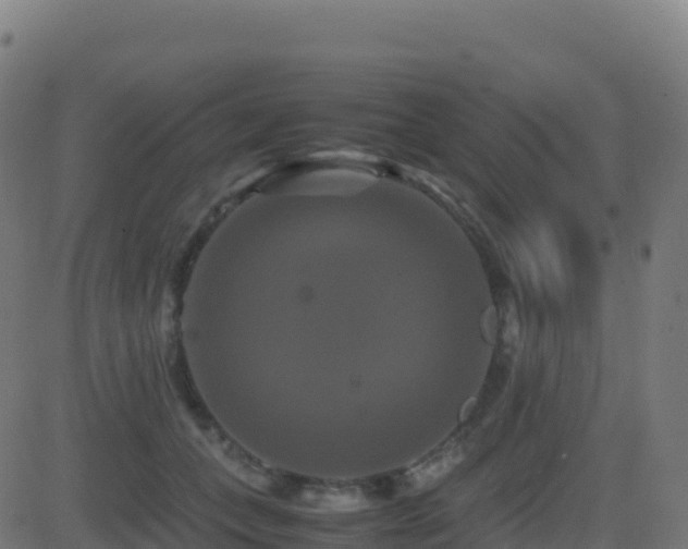 X0000081490559200701121513