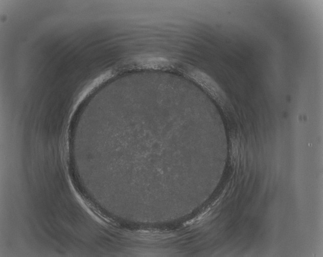 X0000081490630200701121511