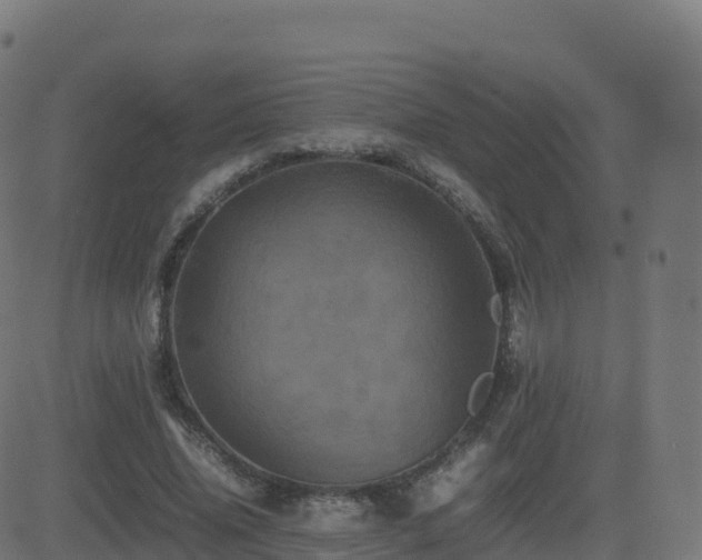 X0000081490636200701121511