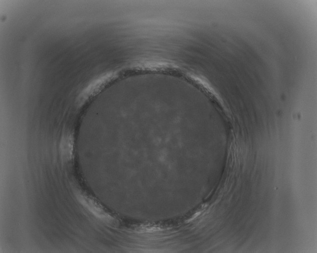 X0000081490640200701121511