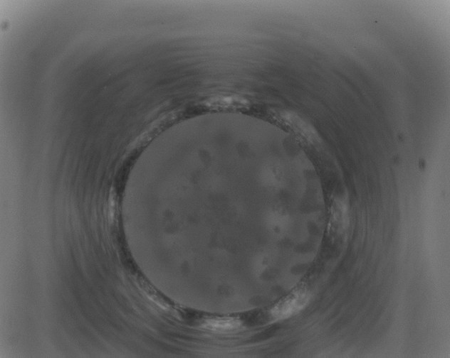 X0000081490659200701121511