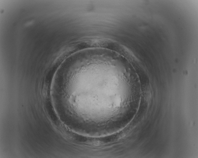 X0000081490695200701121510