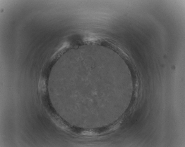 X0000081490699200701121510