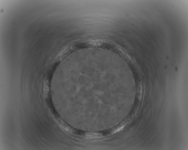 X0000081490707200701121510