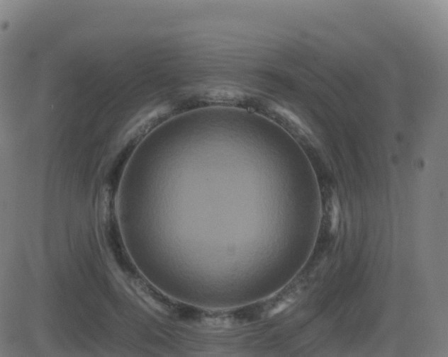 X0000081490744200701121509