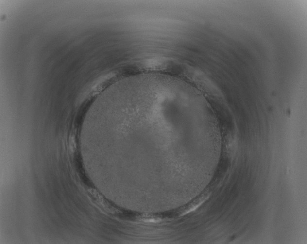 X0000081490746200701121509