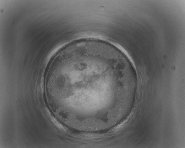 X0000081490791200701121509