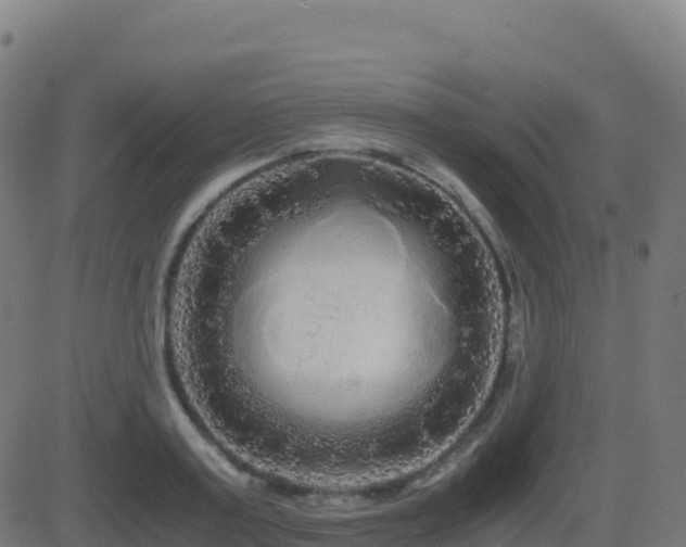 X0000081490795200701121509