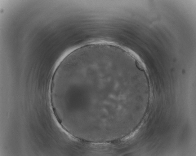 X0000081490863200701121508