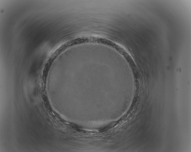 X0000081490871200701121507