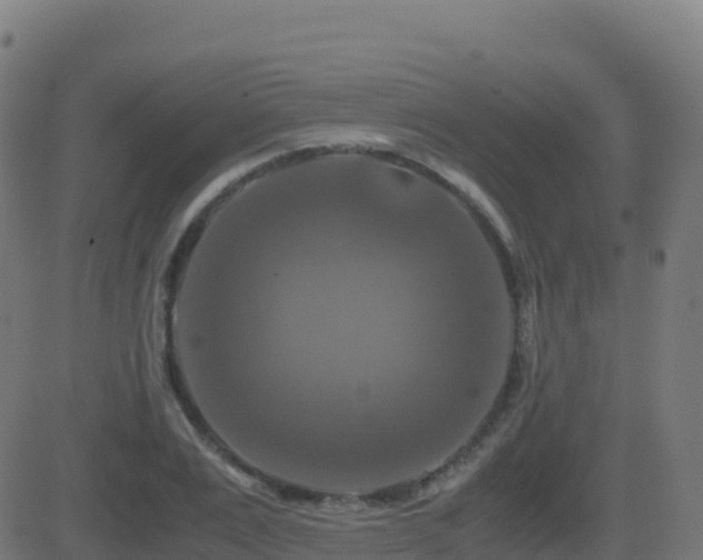 X0000081490983200701121505