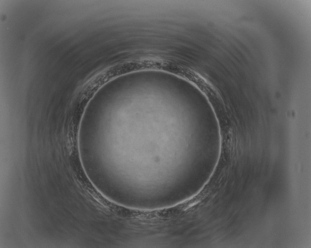 X0000081491015200701121504