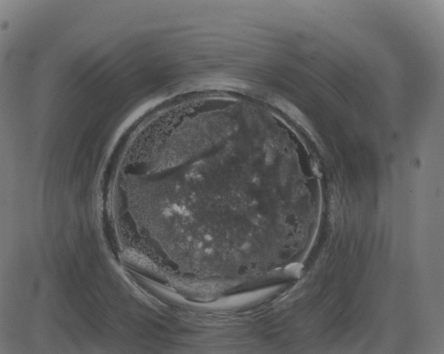 X0000081491024200701121505