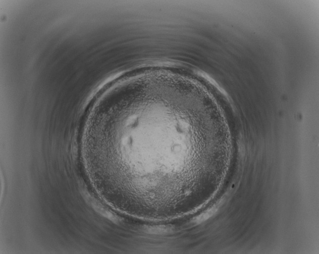 X0000081491025200701121505