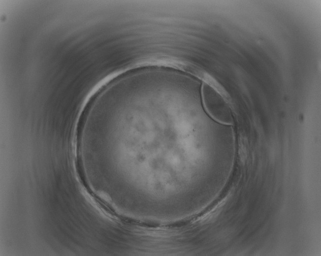 X0000081491028200701121505