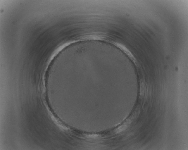 X0000081491031200701121505