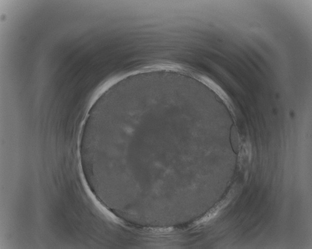 X0000081491055200701121505