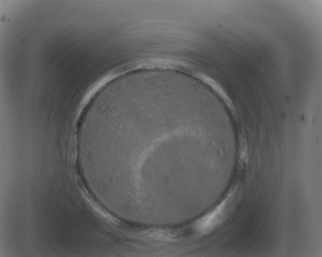 X0000081491075200701121504