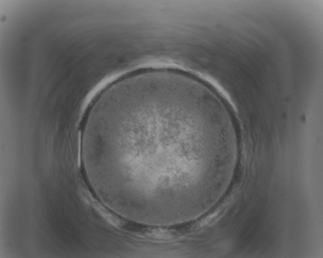 X0000081491175200701121502