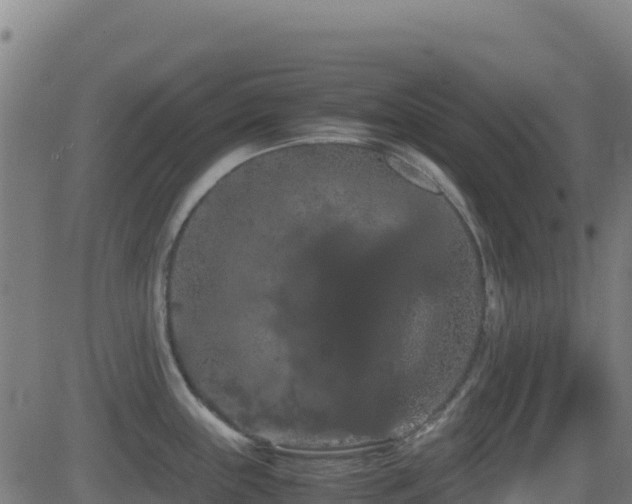 X0000081491243200701121502