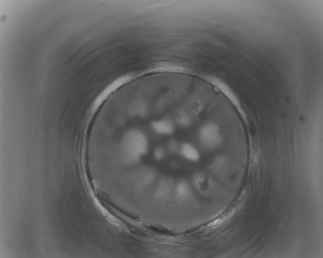 X0000081491245200701121502