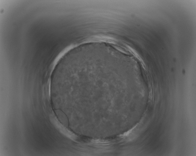 X0000081491275200701121501