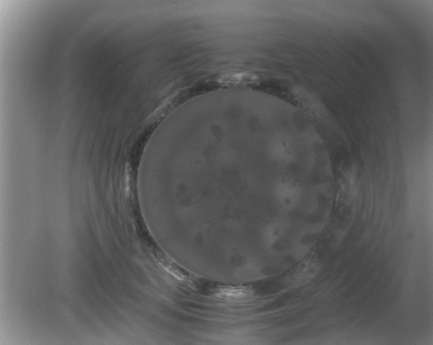 X0000081490659200701191900