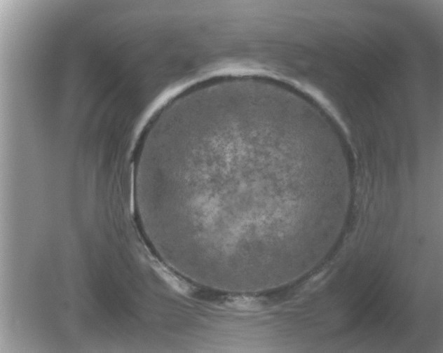 X0000081491175200701191850