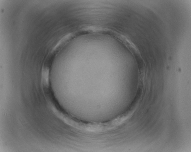 X0000081490024200701262105