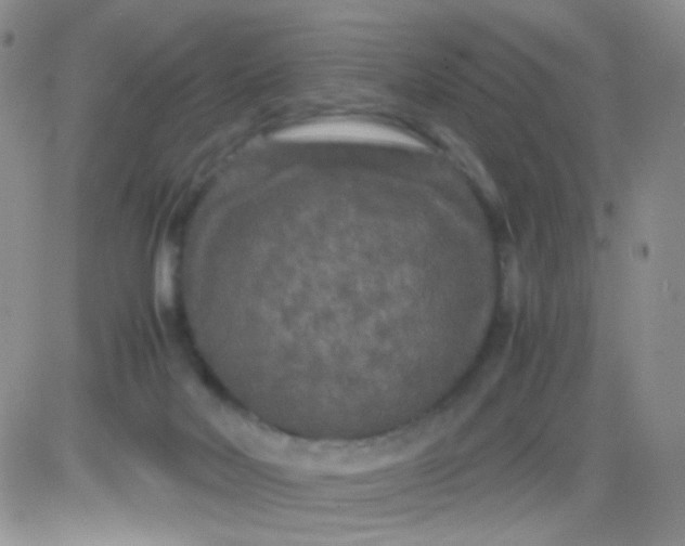 X0000081490026200701262105