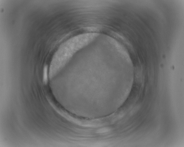 X0000081490028200701262105