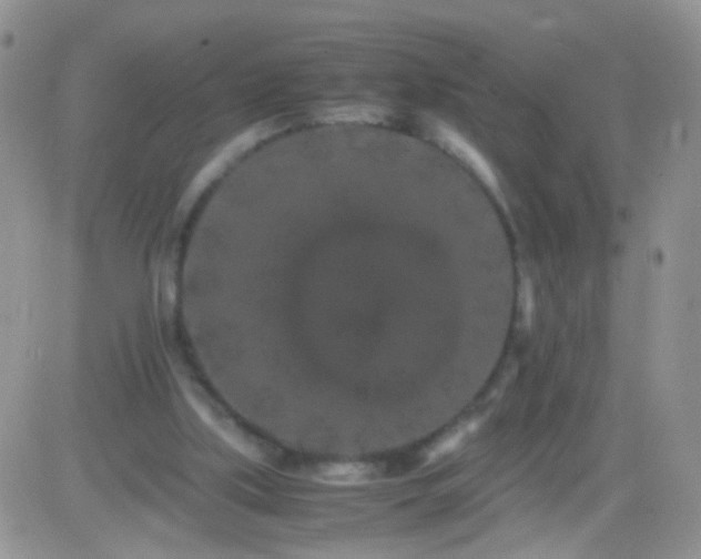 X0000081490059200701262104