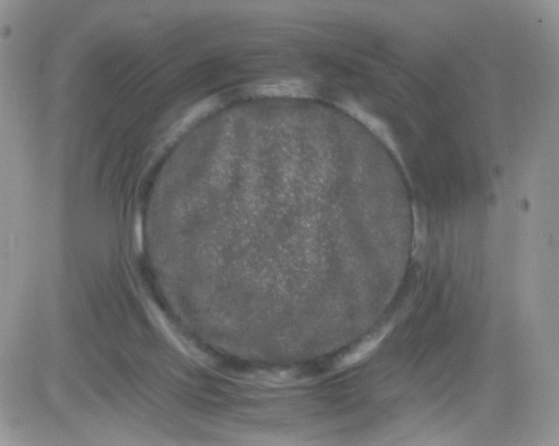 X0000081490061200701262104