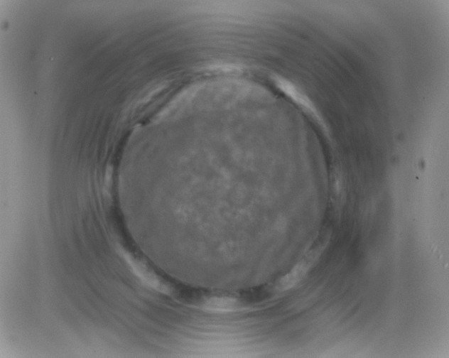 X0000081490066200701262104