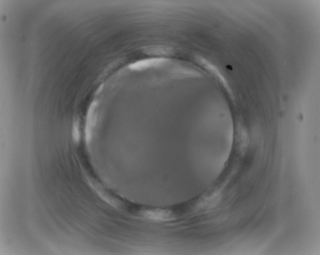 X0000081490069200701262104