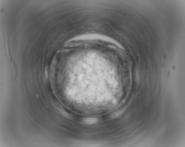 X0000081490085200701262104