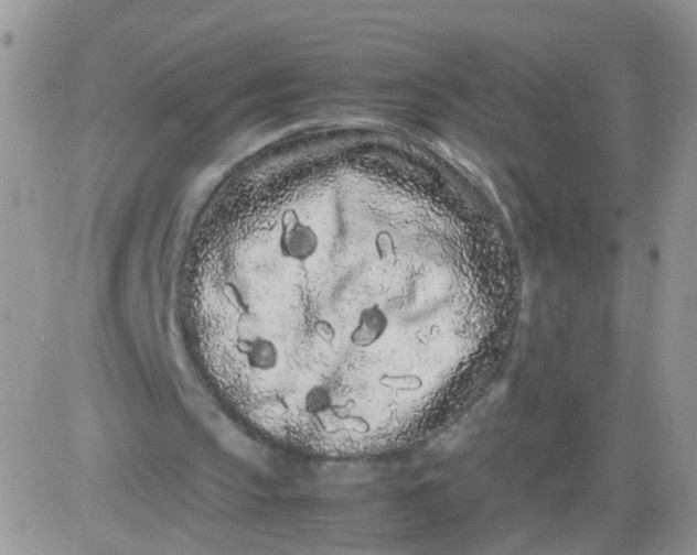 X0000081490145200701262102