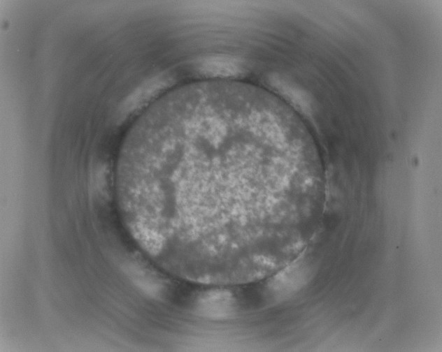 X0000081490162200701262102