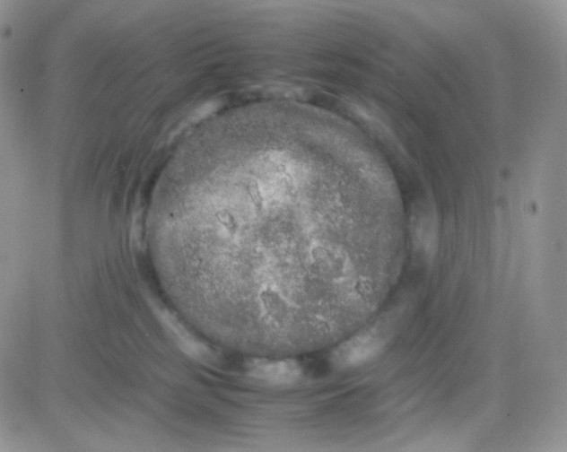 X0000081490185200701262103