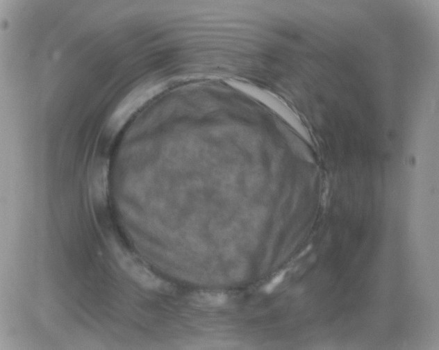 X0000081490194200701262102