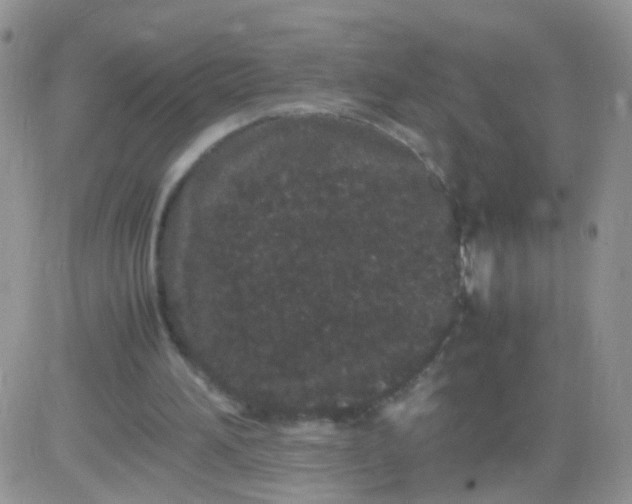 X0000081490196200701262102