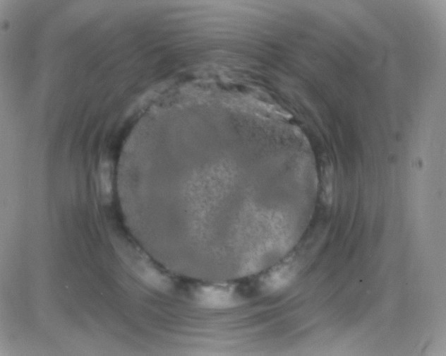 X0000081490232200701262101