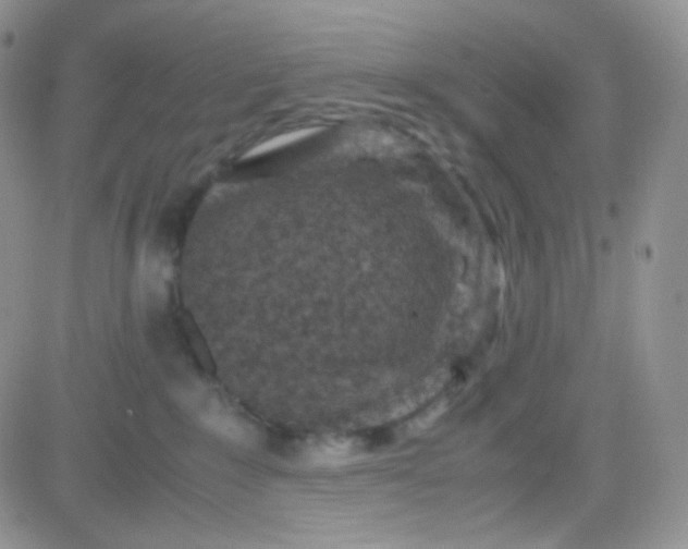 X0000081490235200701262101