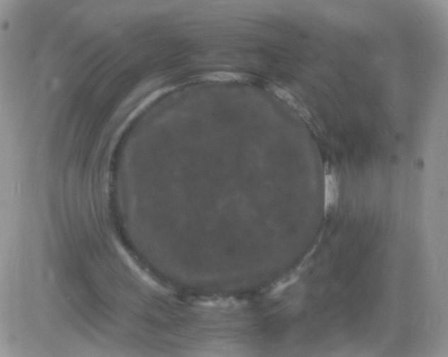 X0000081490243200701262101