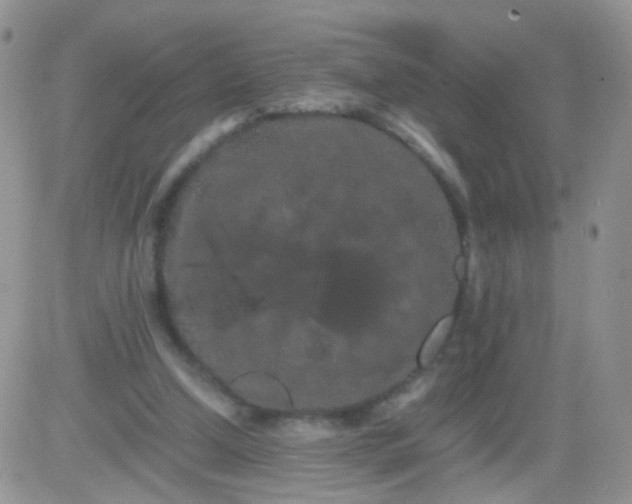 X0000081490250200701262101