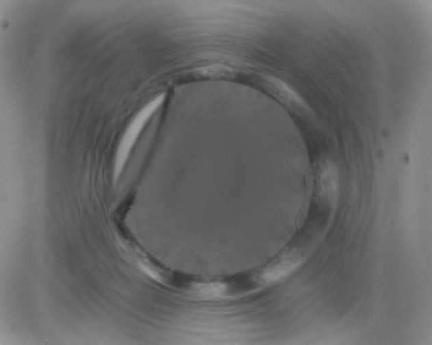 X0000081490266200701262101