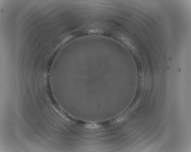 X0000081490269200701262101