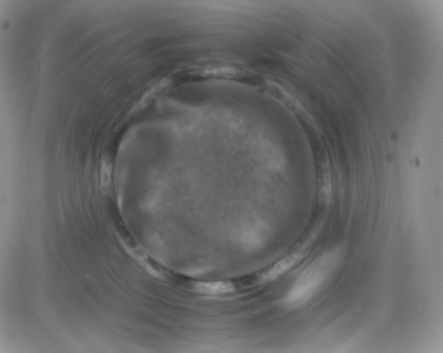 X0000081490281200701262101