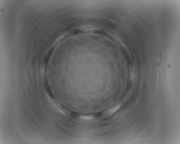 X0000081490283200701262101